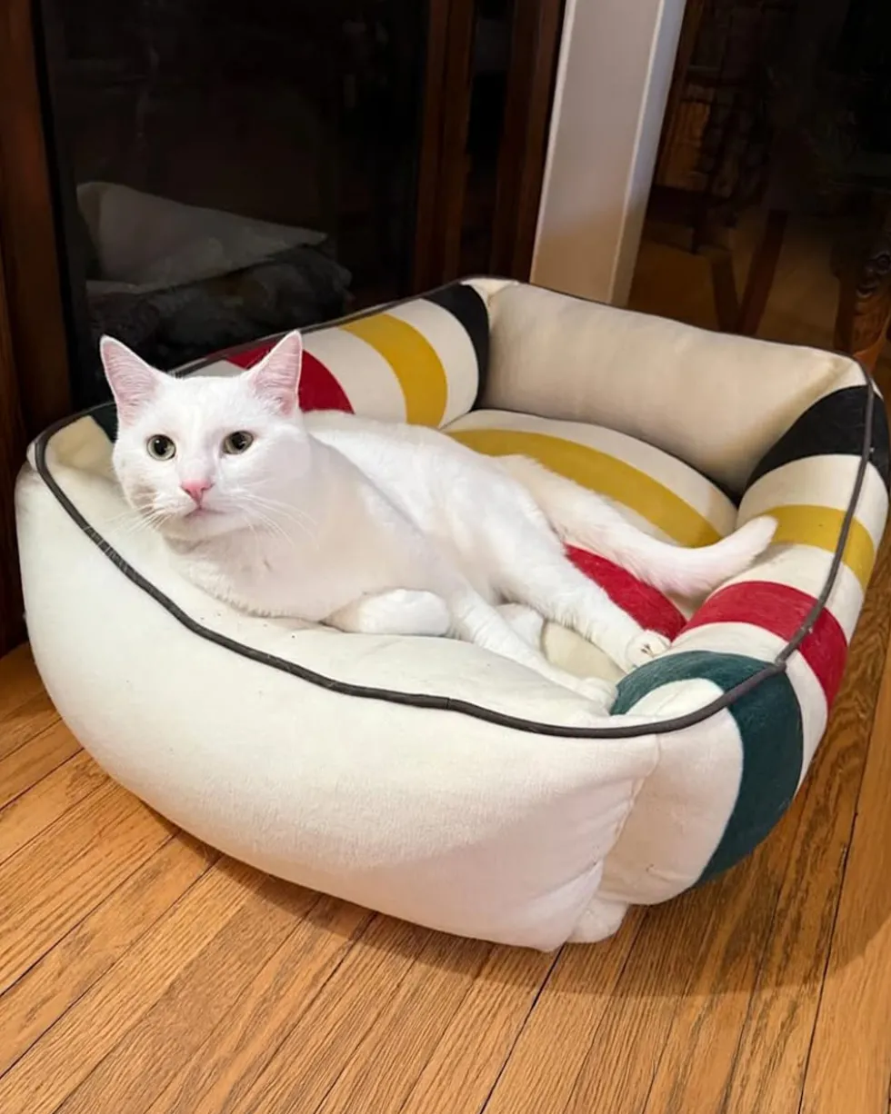 GLACIER NATIONAL PARK PET BED - KUDDLER